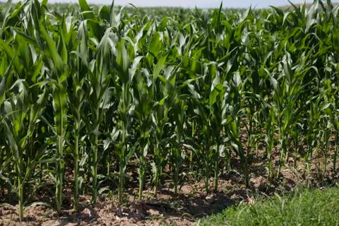 Cornfield Stock Photos