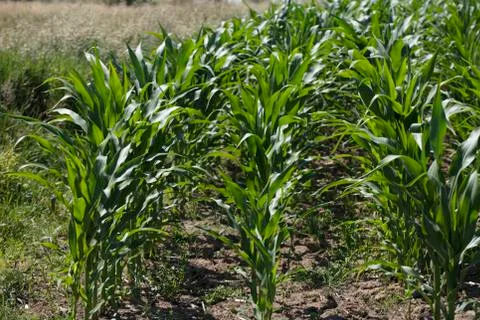 Cornfield Stock Photos