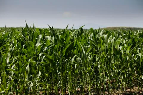 Cornfield Stock Photos