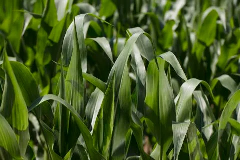 Cornfield Stock Photos