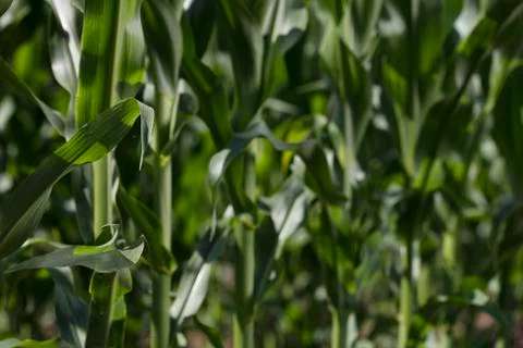 Cornfield Stock Photos
