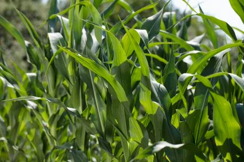 Cornfield Stock Photos