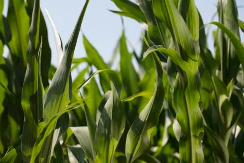 Cornfield Stock Photos