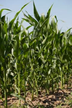 Cornfield Stock Photos