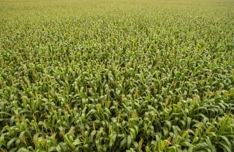 Cornfield Stock Photos