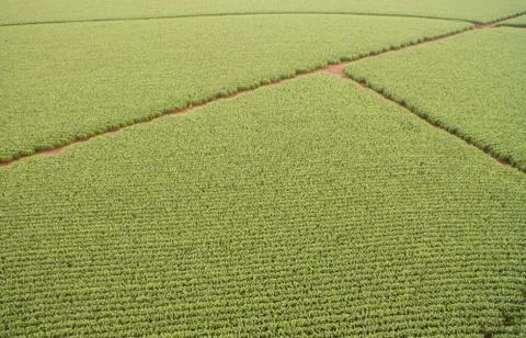 Cornfield Stock Photos