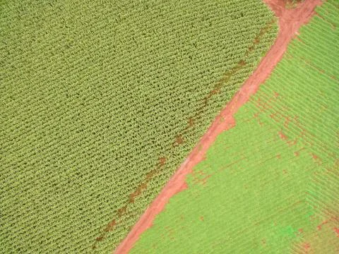 Cornfield Stock Photos