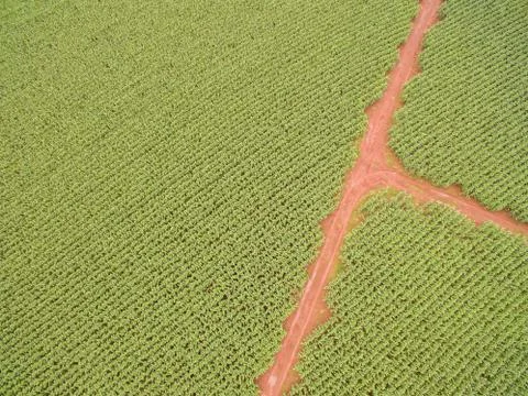 Cornfield Stock Photos