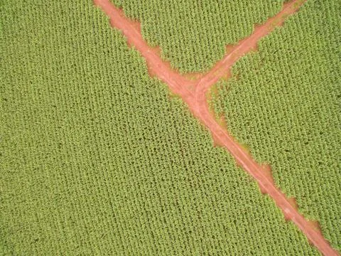 Cornfield Stock Photos