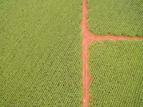 Cornfield Stock Photos