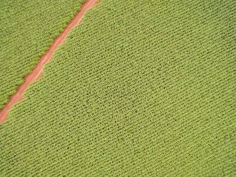Cornfield Stock Photos