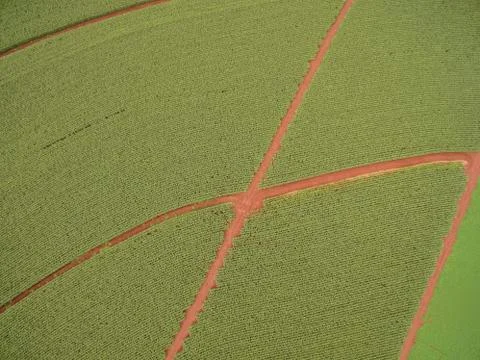 Cornfield Stock Photos
