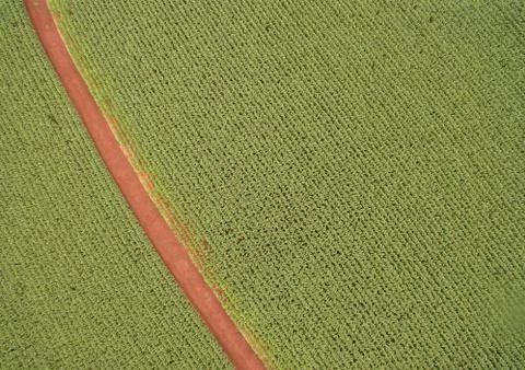 Cornfield Stock Photos