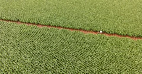 Cornfield Stock Photos