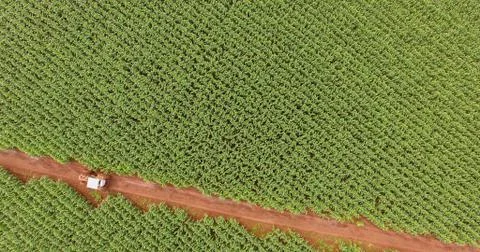 Cornfield Stock Photos