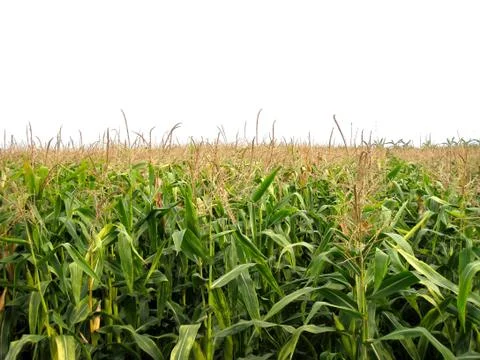 Cornfield Stock Photos