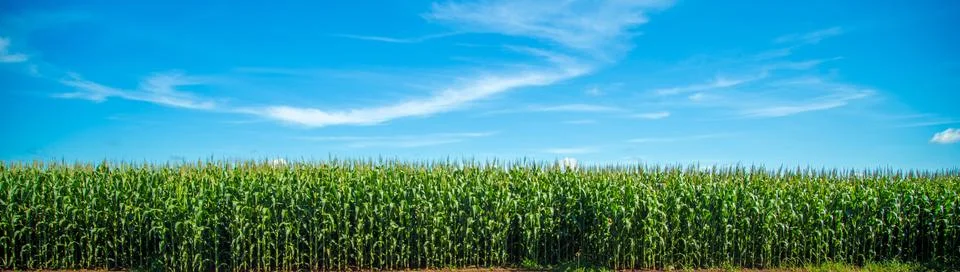 Cornfield Stock Photos