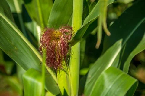 Cornfield Stock Photos