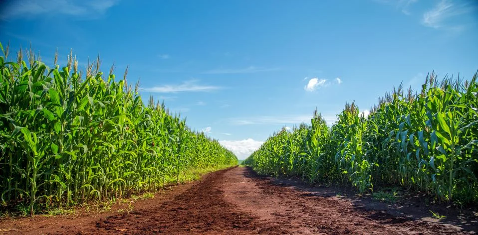 Cornfield Stock Photos