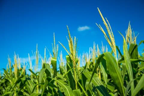 Cornfield Stock Photos