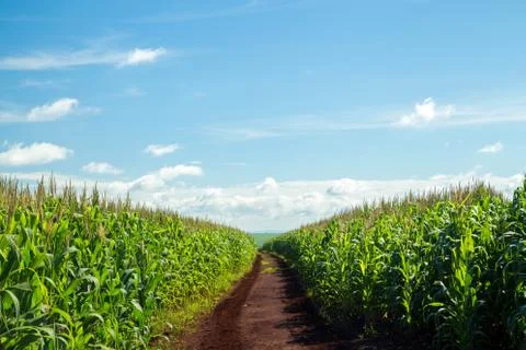 Cornfield Stock Photos