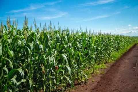 Cornfield Stock Photos