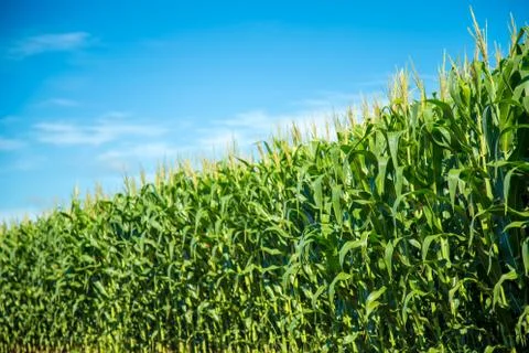 Cornfield Stock Photos