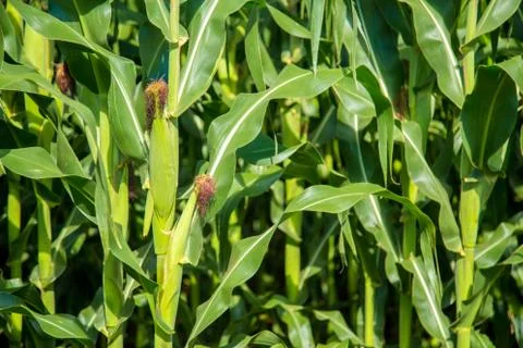 Cornfield Stock Photos