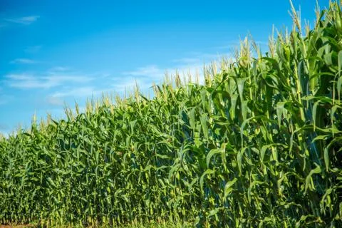 Cornfield Stock Photos