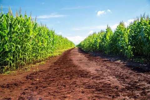 Cornfield Foto stock