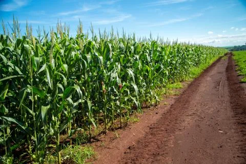 Cornfield Stock Photos