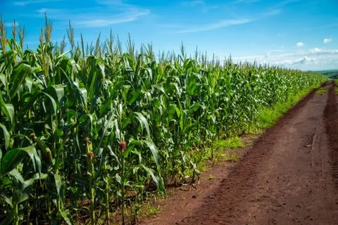 Cornfield Stock Photos