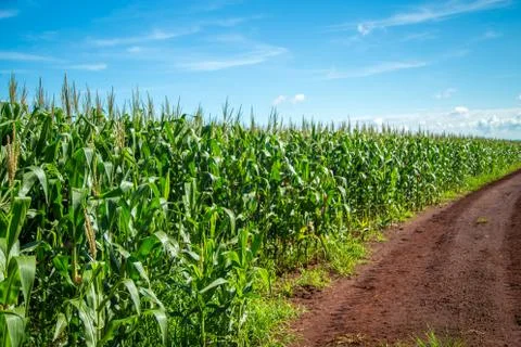 Cornfield Stock Photos