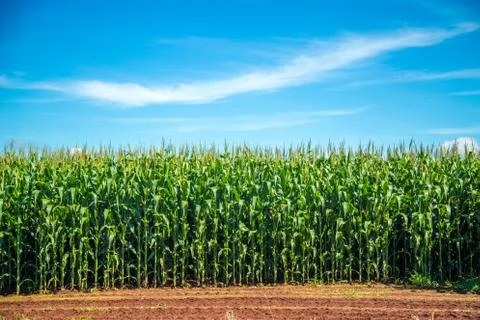 Cornfield Stock Photos