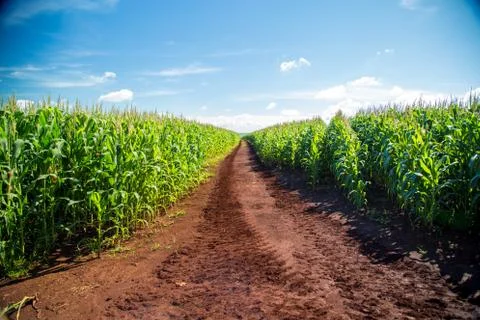 Cornfield Stock Photos