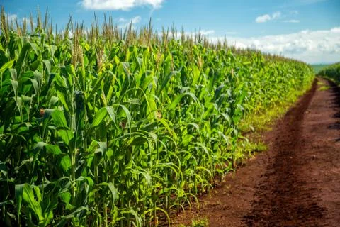Cornfield Foto stock