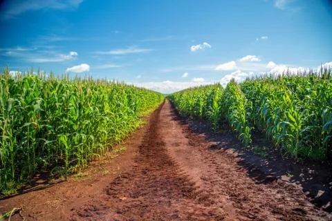 Cornfield Stock Photos