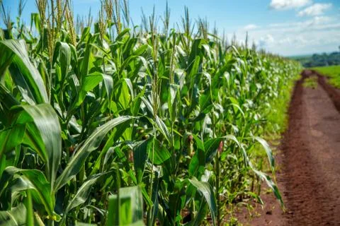 Cornfield Foto stock