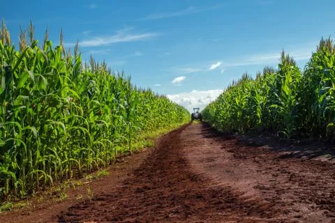 Cornfield Stock Photos