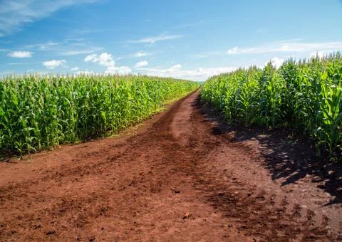 Cornfield Stock Photos