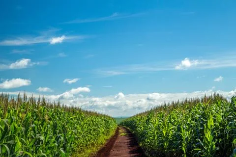 Cornfield Foto stock