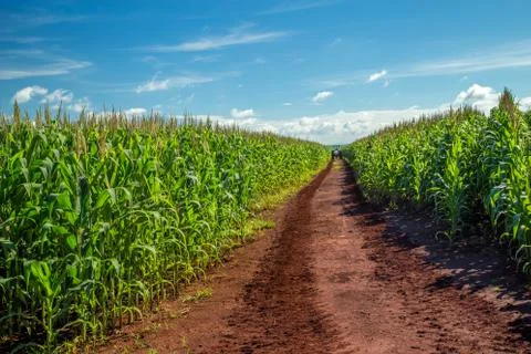 Cornfield Stock Photos