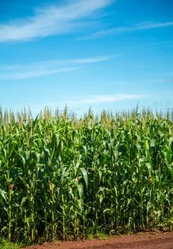 Cornfield Stock Photos