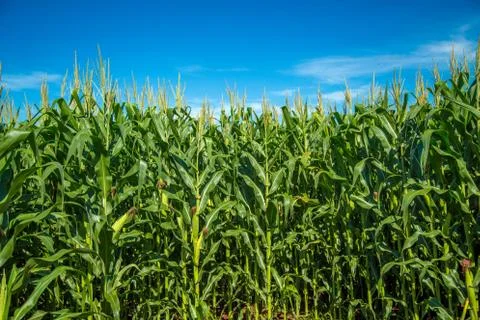 Cornfield Foto stock