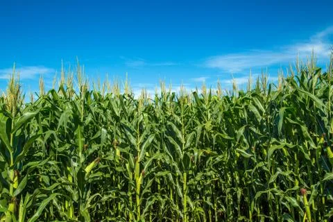 Cornfield Stock Photos