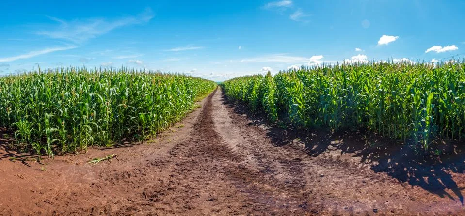 Cornfield Stock Photos
