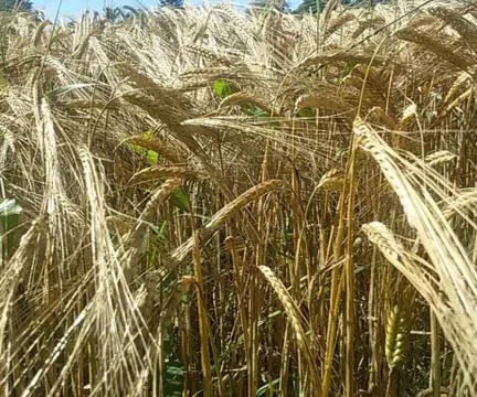 CORNFIELD Stock Photos
