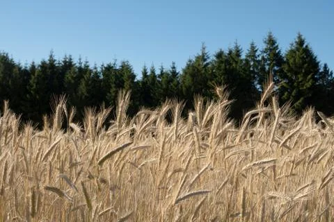 Cornfield Stock Photos