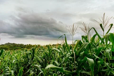 Cornfield Stock Photos