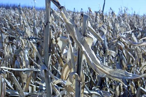 Cornfield Stock Photos